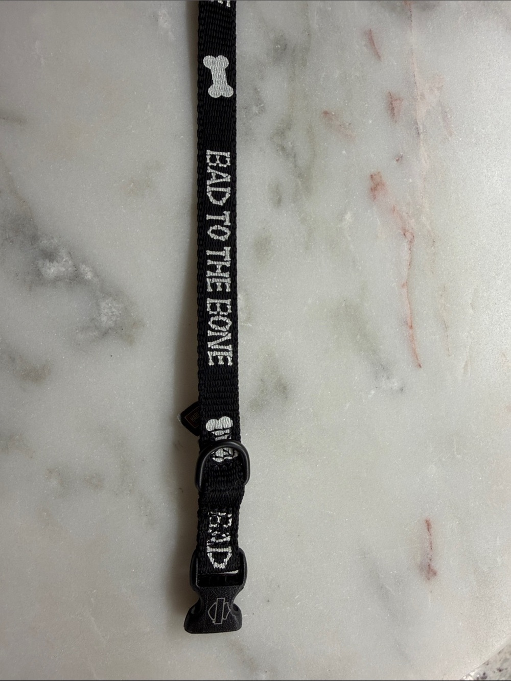 Harley Davidson Black 'Bad to the Bone' Pet Collar - Accessories